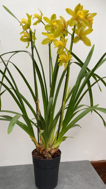 Cymbidium green flame