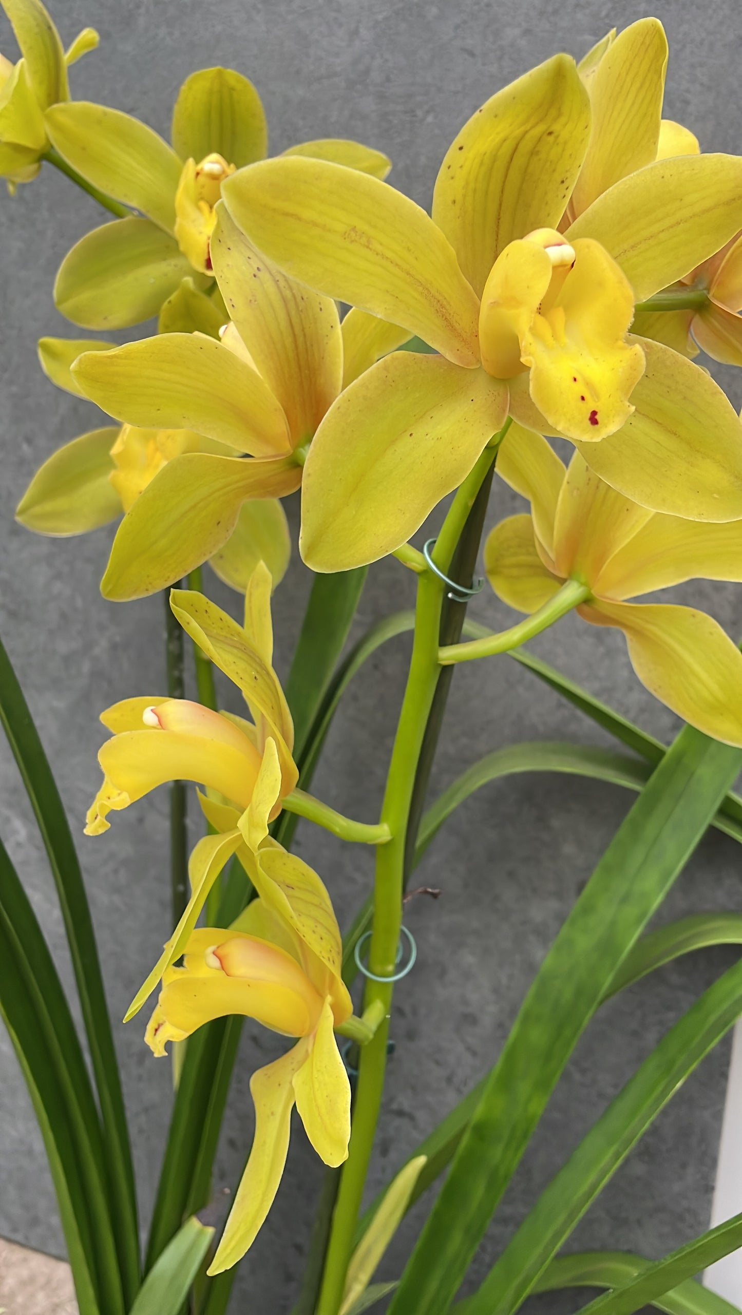Cymbidium green flame