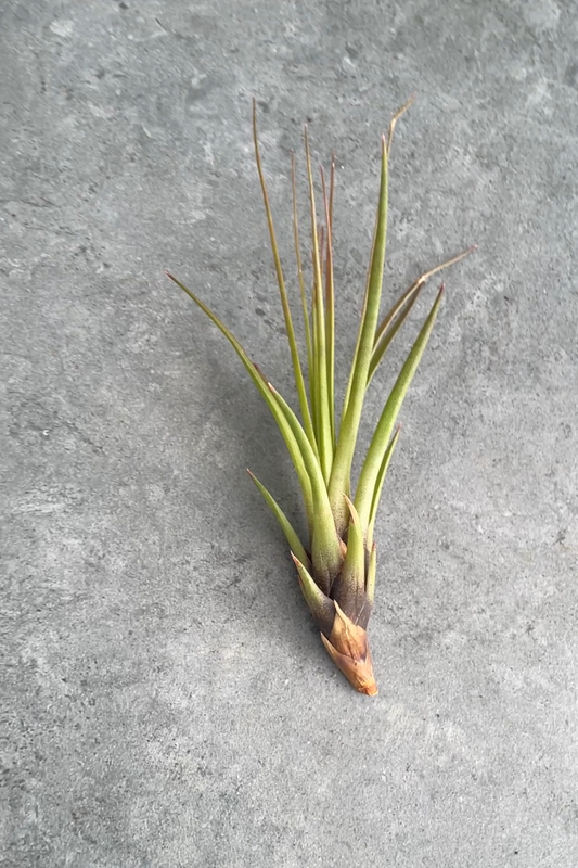 Tillandsia