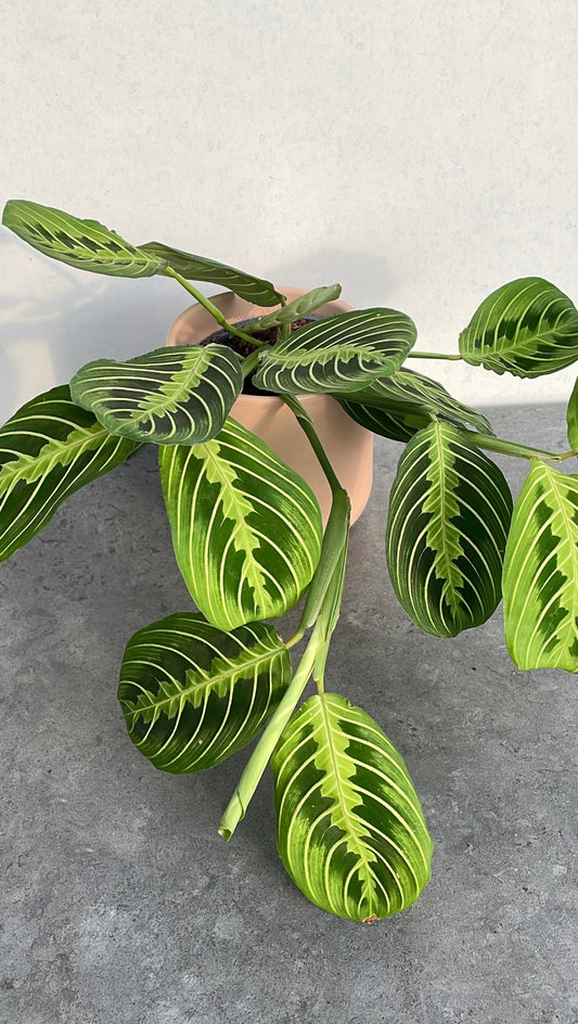 Maranta Fascinator