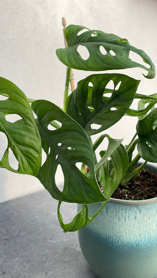 Monstera Oblicua
