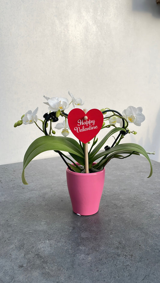 Phalaenopsis Multiflora