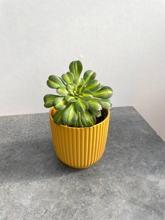 Aeoniums de coleção