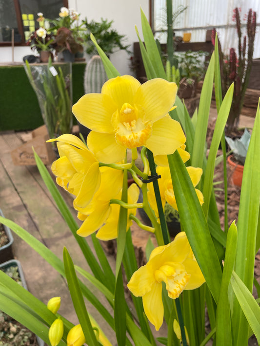Orquídea Cymbidium mix Amarela